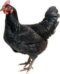 Fototapeta premium Elegant Black Rooster Striking a Proud Pose in Isolation, transparent background