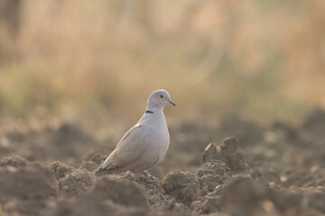 Dove perching on the ground. Bird background.