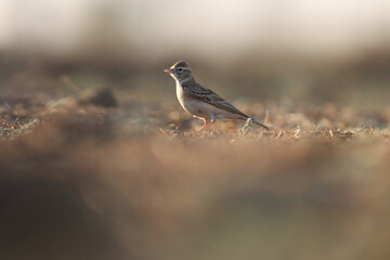 Bird perching on the ground. Bird background.