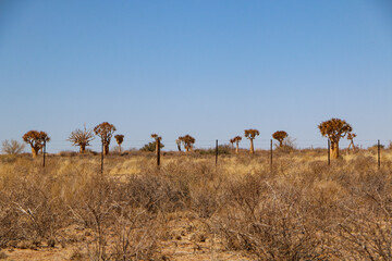 The quiver trees in the desert