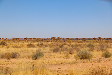 The quiver trees in the desert