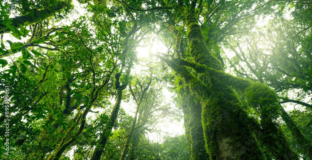 Wall mural looking up view of tree trunk to green leaves of tree in forest with sun light. fresh environment in