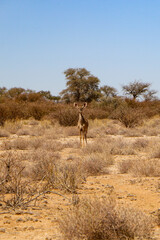 Naklejka premium grazing in the desert 