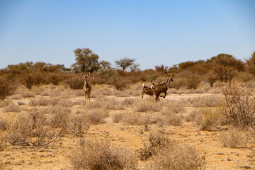 Fototapeta premium deer in the wild