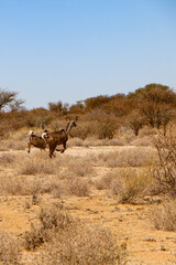 grazing in the desert 