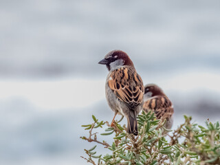 House Sparrow - Passer domesticus in Australia