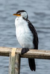 Little Pied Cormorant - Microcarbo melanoleucos in Australia