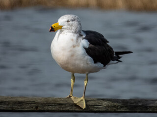 Juvenile Pacific Gull - Larus pacificus in Australia