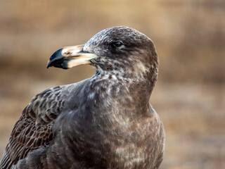 Juvenile Pacific Gull in southern Australia