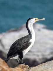 Pied Cormorant sitting on a sea wall in southern Australia