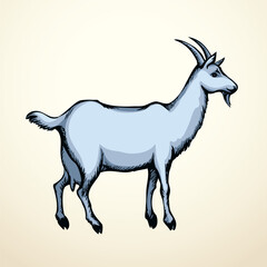 Obraz premium Big white goat. Vector animal