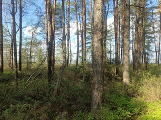 Rekyva forest during sunny summer day. Pine and birch tree woodland. Blueberry bushes are growing in woods. Sunny day with white and gray clouds in sky. Summer season. Nature. Rekyvos miskas.