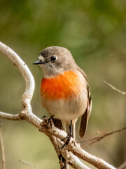 Female Scarlet Robin hunting for grubs