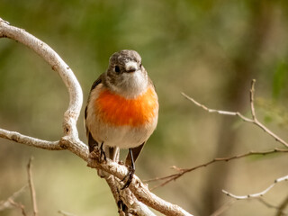 Female Scarlet Robin hunting for grubs