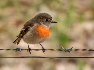Female Scarlet Robin hunting for grubs