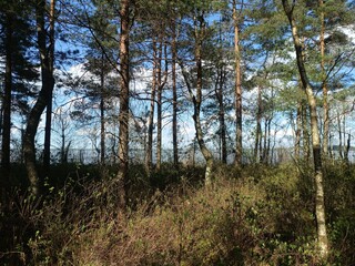 Rekyva forest and lake during sunny summer day. Pine and birch tree woodland. Wavy lake. Bushes and small trees are growing in woods. Sunny day with white clouds in sky. Nature. Rekyvos miskas.