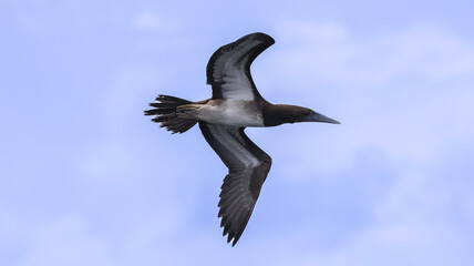 Brown Booby in Flight
