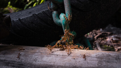 Group of Ants Transporting a Wasp 