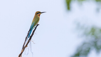 Blue-tailed Bee-eater Perching on a Branch 