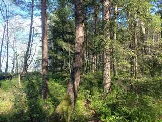 Rekyva forest during sunny summer day. Pine and birch tree woodland. Blueberry bushes are growing in woods. Sunny day with white and gray clouds in sky. Summer season. Nature. Rekyvos miskas.