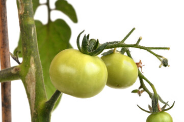 Tomates cerises pas encore mûres sur une branche en gros plan sur fond blanc