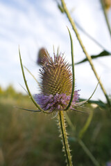 wild teasel, dipsacus fullonum