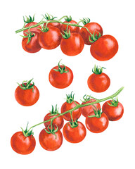Fresh ripe cherry tomatoes on the branch, Hand drawn watercolor illustration, isolated on white background