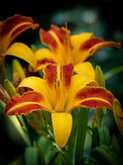 Obraz premium orange lily flower in the garden