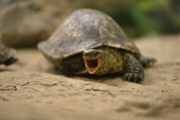 yawning tortoise