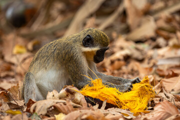 Green monkey (Chlorocebus sabaeus), opening a coconut in the wild in Gambia (Africa)