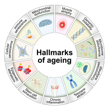 Hallmarks of ageing. Cellular senescence. Anti-aging therapy