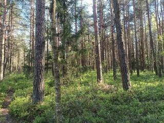 Rekyva forest during sunny summer day. Pine and birch tree woodland. Blueberry bushes are growing in woods. Sunny day with white and gray clouds in sky. Summer season. Nature. Rekyvos miskas.