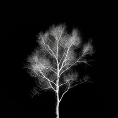 Shadowed Secrets: Dark Gothic X-ray of Birch Tree Revealing Intricate Bark Texture and Eerie Leaf Veins in Digital Art