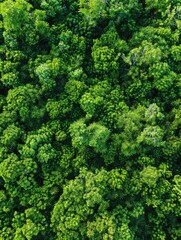Naklejka premium Aerial View of Lush Green Forest