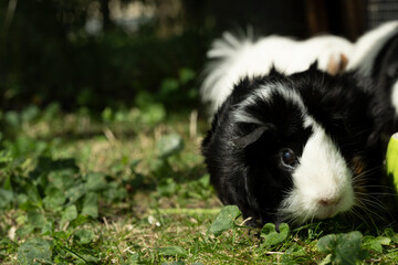Meerschweinchen rosette tier Nager
