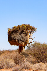 The quiver trees in South Africa