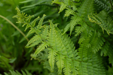 farn pflanze natur botanik flora