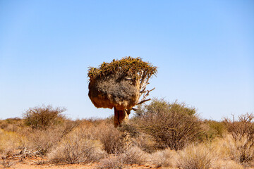 The quiver trees in South Africa