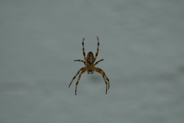 spinne kreuzspinne kreuz