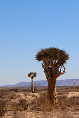 The quiver trees in South Africa
