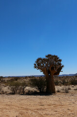 The quiver trees in South Africa