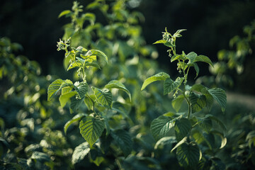 Obraz premium close up of leaves of a tree