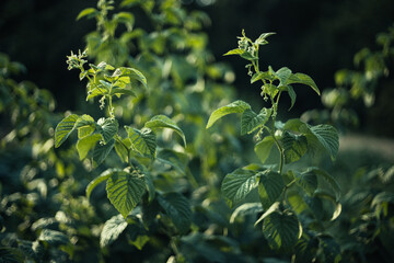 green leaves background