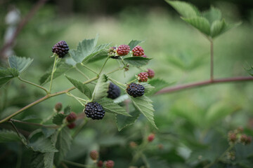 blackberry bush in the garden