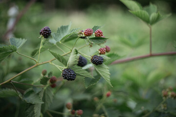 blackberry bush with berries