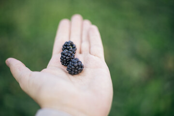 a man holds berries in his hand