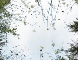 grass in the field during sunset