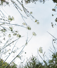grass in the field during sunset