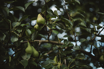 the pear tree is already bearing fruit
