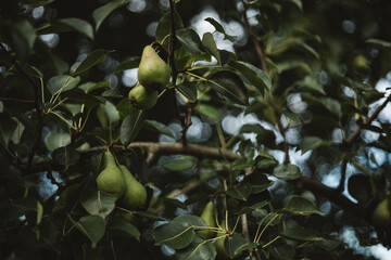 the pear tree is already bearing fruit